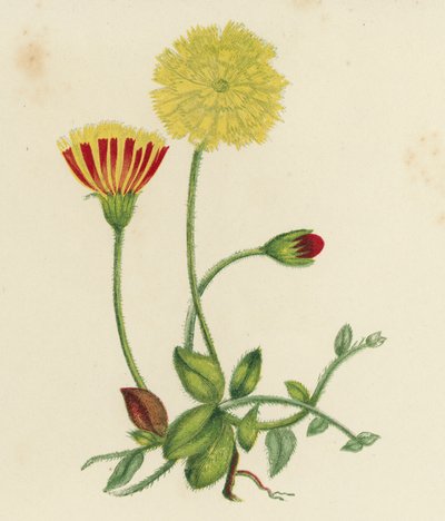Hieracium Pilosella (litografía en color) de English School