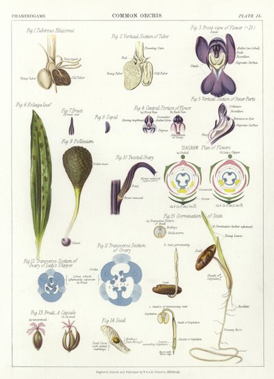 Orquídea común de English School