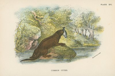 Nutria Común de English School
