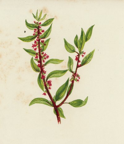 Parietaria Officinalis (litografía en color) de English School