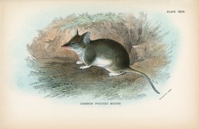 Ratón marsupial común de English School