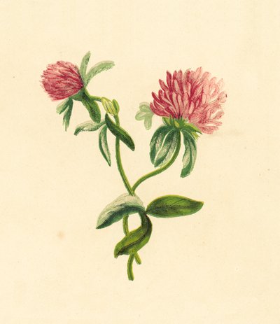 Trébol Púrpura Común, Trifolium Pratense de English School