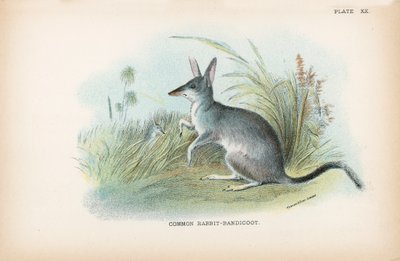 Bandicut Conejo Común de English School