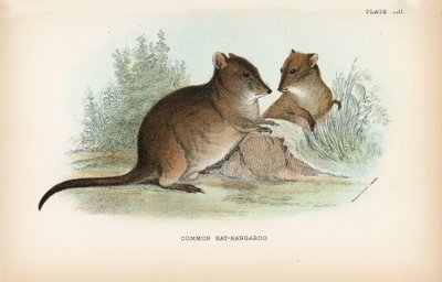 Rata-canguro común de English School