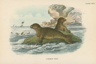 Foca común de English School