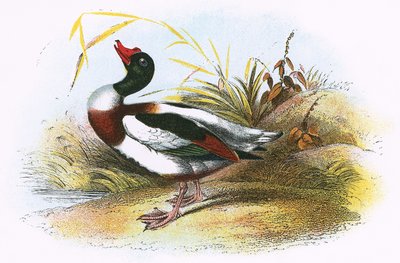 Pato común de English School