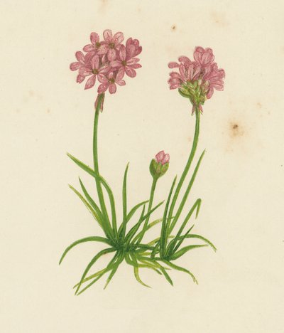 Armeria común, Statice Armeria de English School
