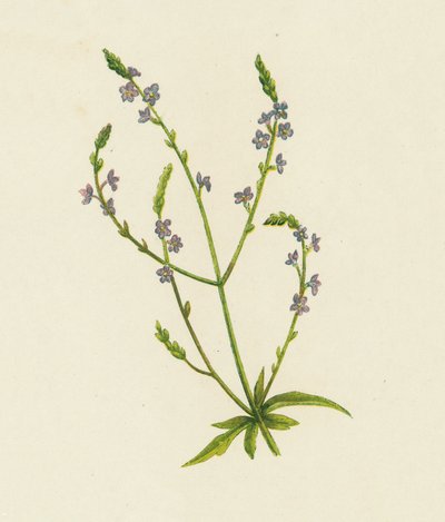Verbena Officinalis (litografía en color) de English School