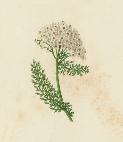 Milenrama común, Achillea Millefolium de English School