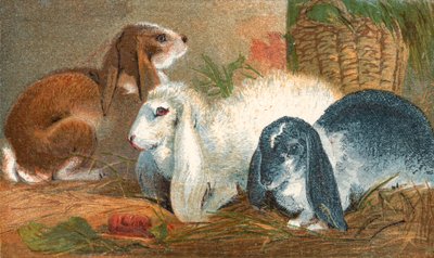 Conejo marrón común, conejo angora blanco y conejo de orejas largas blanco y negro de English School