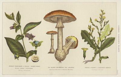 Plantas venenosas comunes (grabado) de English School