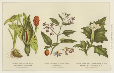 Plantas venenosas comunes (grabado) de English School