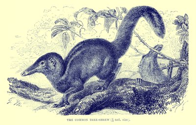 Musaraña arbórea común, ilustración de 