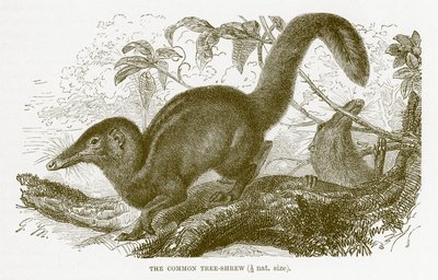 Musaraña arborícola común, ilustración de The Royal Natural History de English School