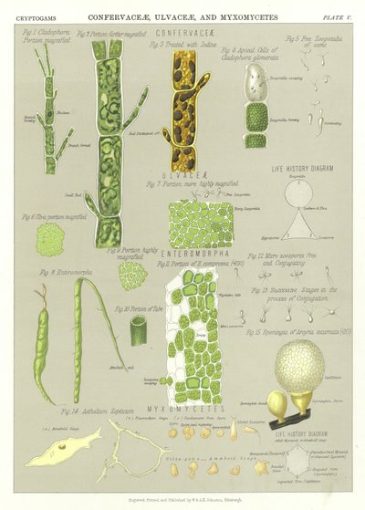 Confervaceae, Ulvaceae y Myxomycetes de English School