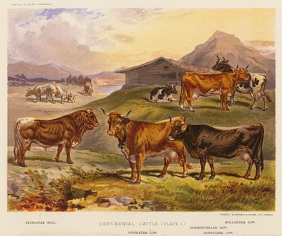 Continental Cattle (litografía en color) de English School
