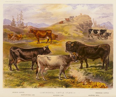 Continental Cattle (litografía en color) de English School
