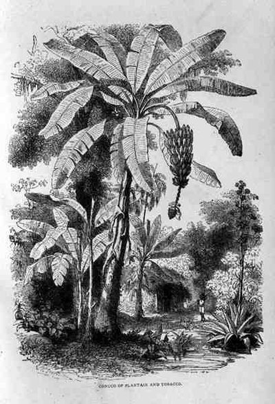 Conuco de plátano y tabaco, de Santo Domingo pasado y presente por Samuel Hazard, pub. 1873 de English School