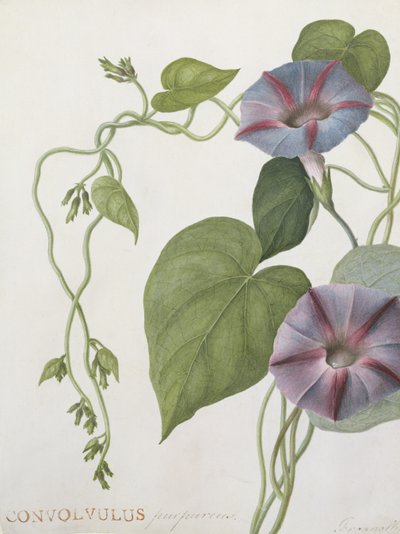 Convolvulus Purpurus de English School
