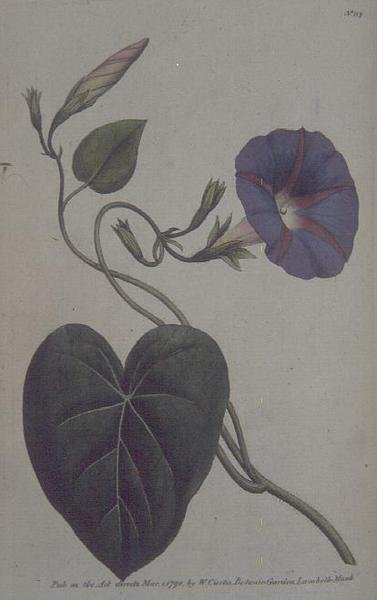 Convolvulus major, o enredadera púrpura (Convolvulus purpureus), lámina 113 del 