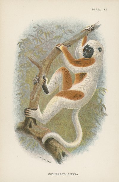 El sifaka de Coquerel de English School