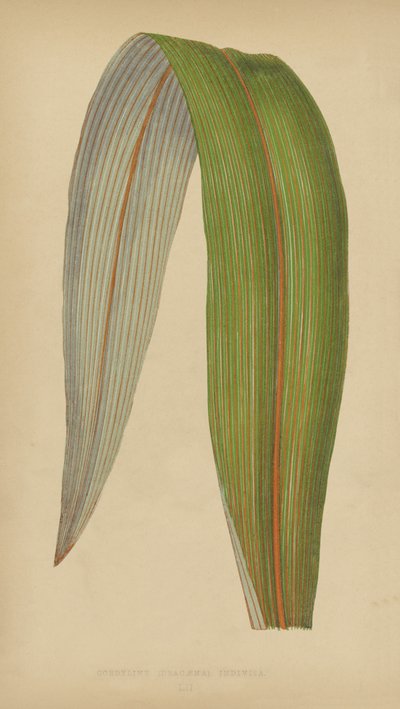 Cordyline (Dracaena) Indivisa de English School