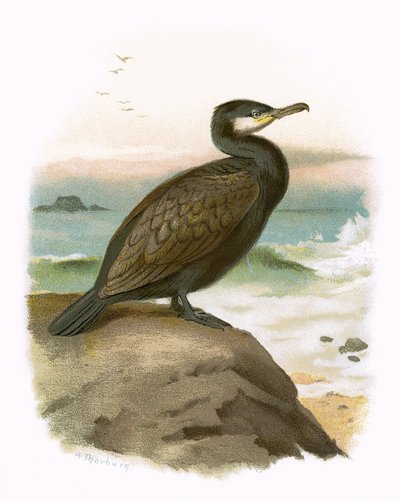 Cormorán de English School