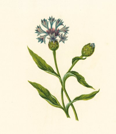 Corn Blue-Bottle, Centaurea Cyanus (litografía en color) de English School
