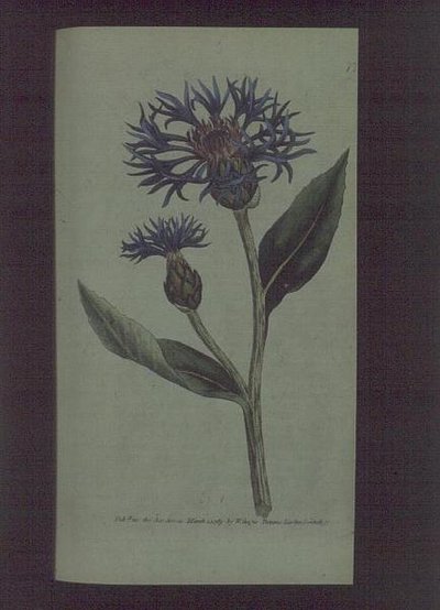 Centaurea montana, lámina 77 del 