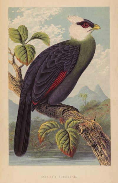Corythaix Leucolopha (litho) de English School