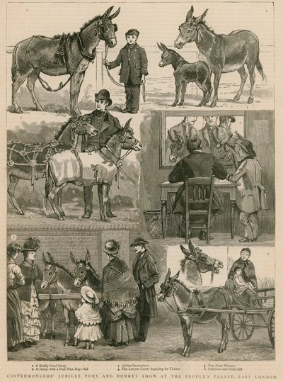 Exhibición de Ponis y Burros del Jubileo de Costermongers en el Peoples Palace, East London de English School