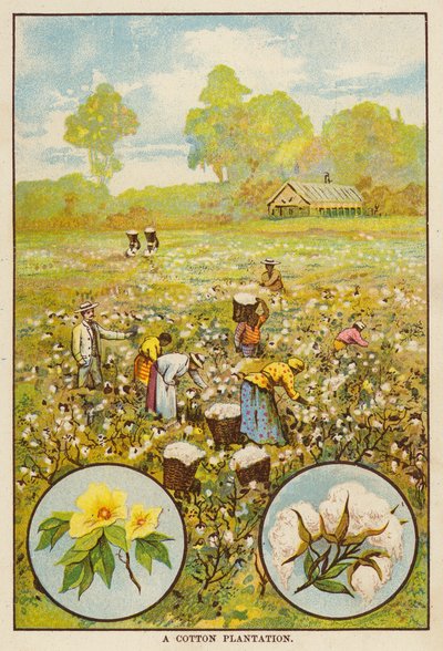 Plantación de algodón (litografía en color) de English School