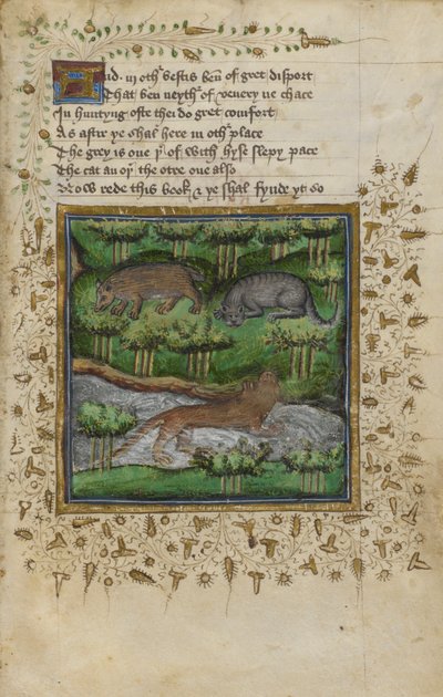 Algodón Vespasiano B. XII, f.4 Ilustración de un tejón, un gato montés y una nutria; con verso, de un 