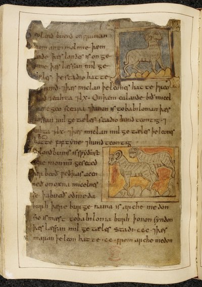 Cotton Vitellius A. XV f.98v, Una sola oveja con cuernos, mirando hacia la derecha; dos ovejas con cuernos, mirando hacia la izquierda, de Beowulf, del 