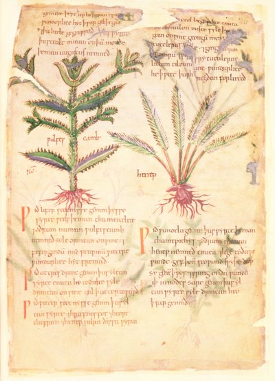 Cotton Vitellius C.III fol.30 Ilustraciones de Wulfes Camb y Henep, de 