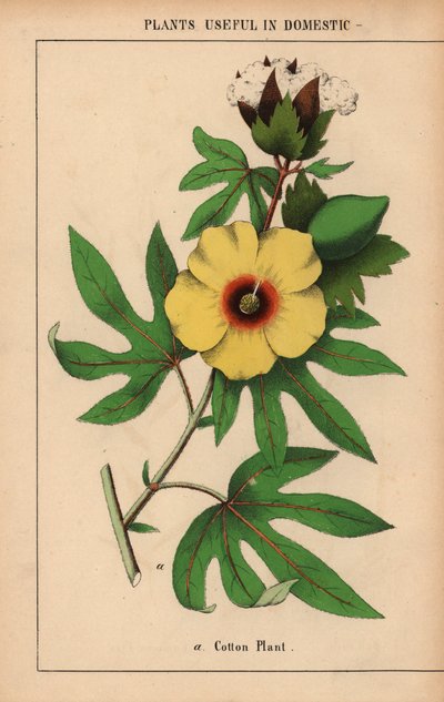 Planta de algodón, con flor amarilla y capullo de algodón blanco.  , de "The Instructive Picturebook, or Lessons from the Vegetable World", [Charlotte Mary Yonge], Edimburgo de English School