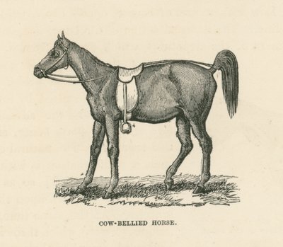 Caballo panza de vaca (grabado) de English School