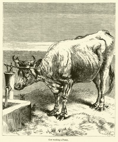 Vaca trabajando en una bomba de English School