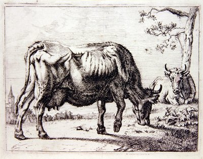 Vacas en el pasto de English School