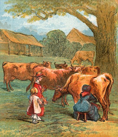 Vacas llevadas a casa para ser ordeñadas de English School