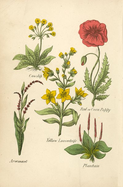 Cowslip, amapola roja o de maíz, salicaria amarilla, Arsemart, llantén (litografía en color) de English School