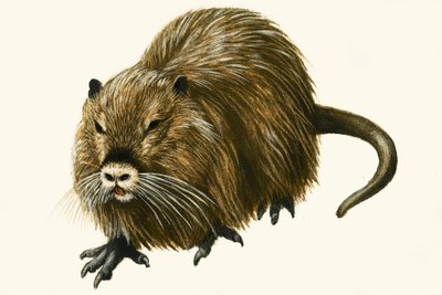 Coypu de English School