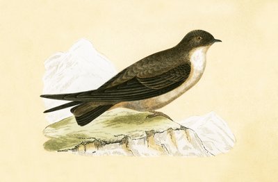 Golondrina de los acantilados, ilustración de 