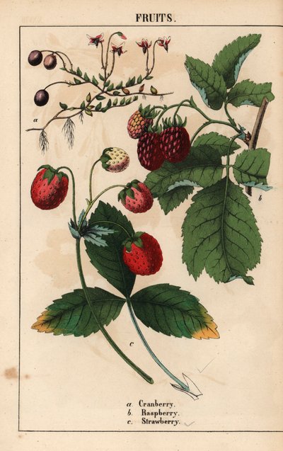Frutas de arándano, frambuesa y fresa.   , de "The Instructive Picturebook, or Lessons from the Vegetable World", [Charlotte Mary Yonge], Edimburgo de English School