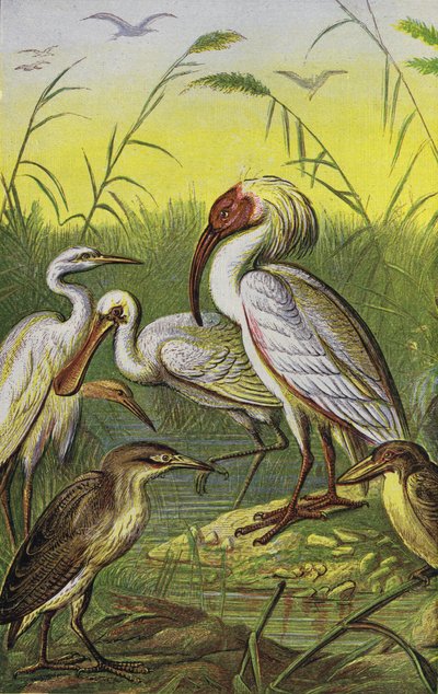 Grullas, garzas y espátulas (litografía en color) de English School