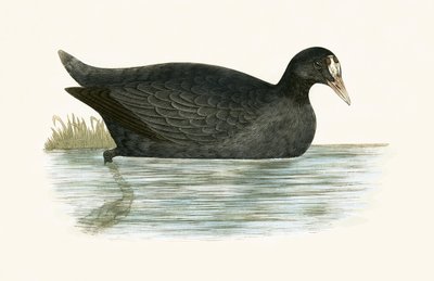 Focha crestada, ilustración de 