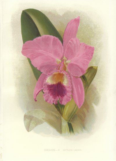 Cattleya carmesí de English School