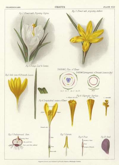 Crocus de English School