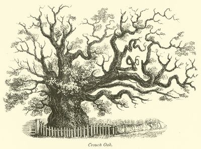 Roble de Crouch de English School
