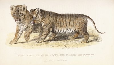 Cachorros criados entre un león y una tigresa, tres meses de edad, 1827-1835 de English School